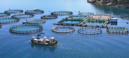 渔场 / 水产养殖
